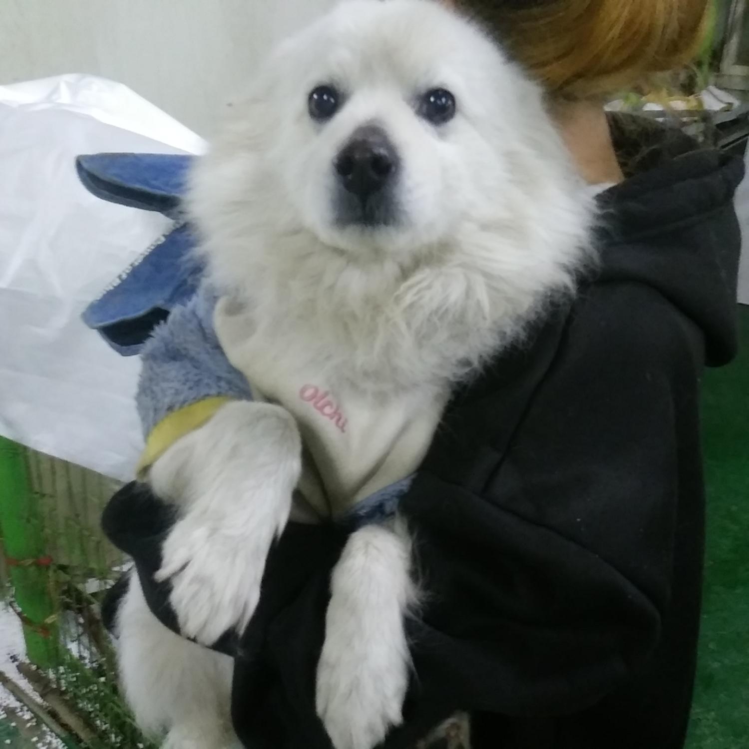 종료(반환) 스피츠…